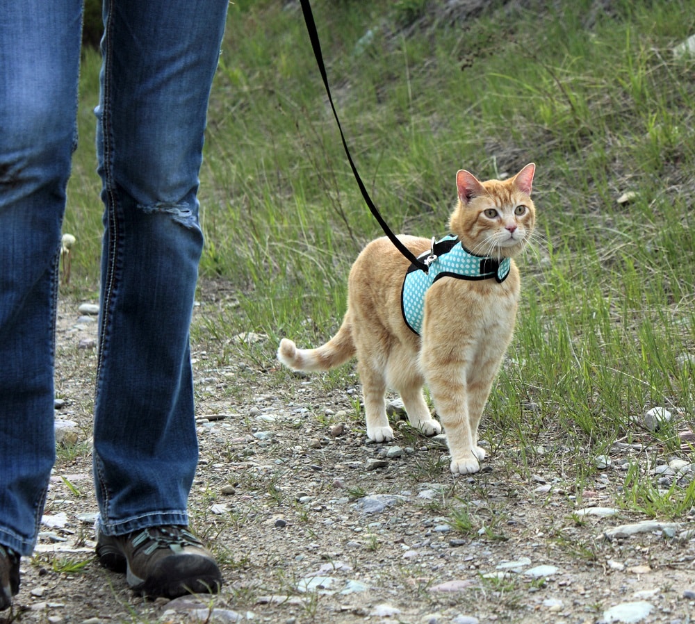 Walking cats on a leash - AR15.COM