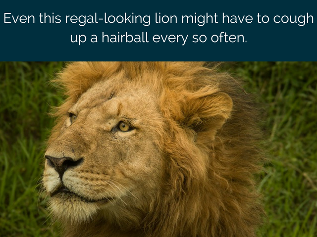 lion cat hairballs