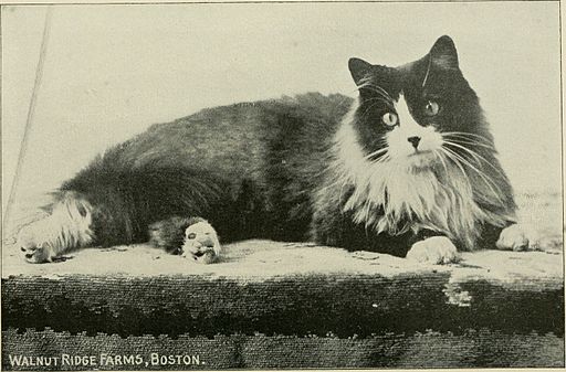 1898 cat