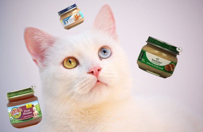 can-cats-eat-baby-food-best-baby-food-for-cats-wildernesscat