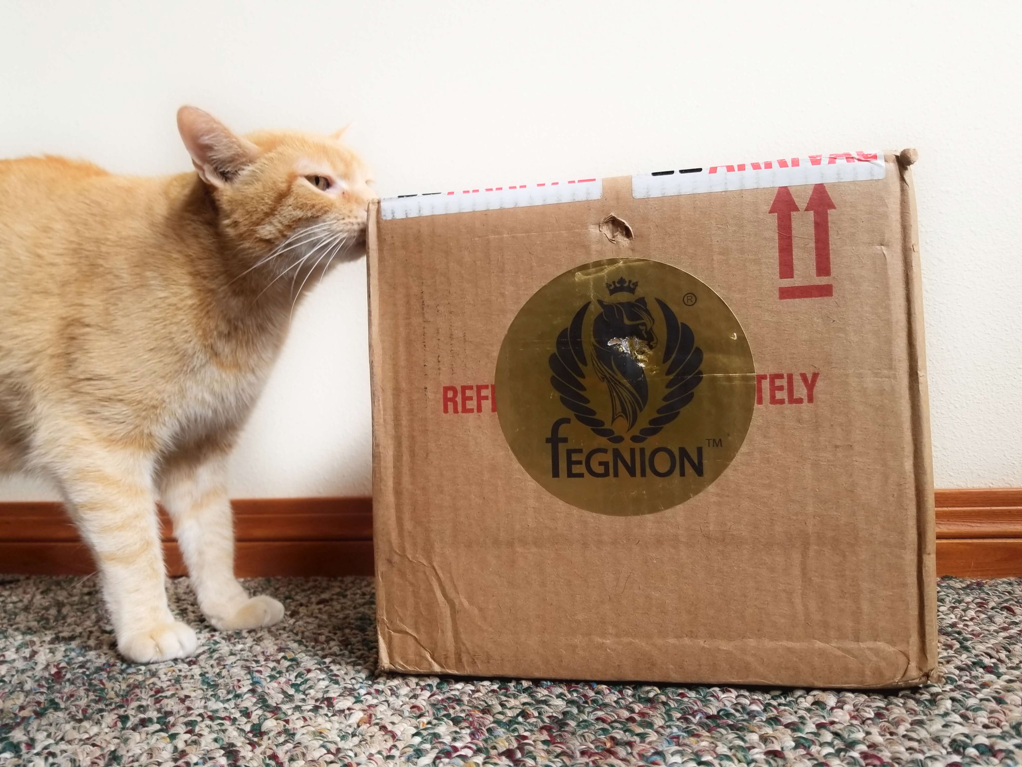 Wessie Encounters the Fegnion Box