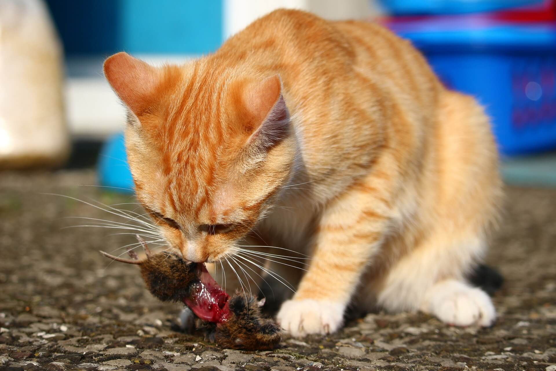 Cat Constipation Treatment: Cat Eats Mouse Fiber