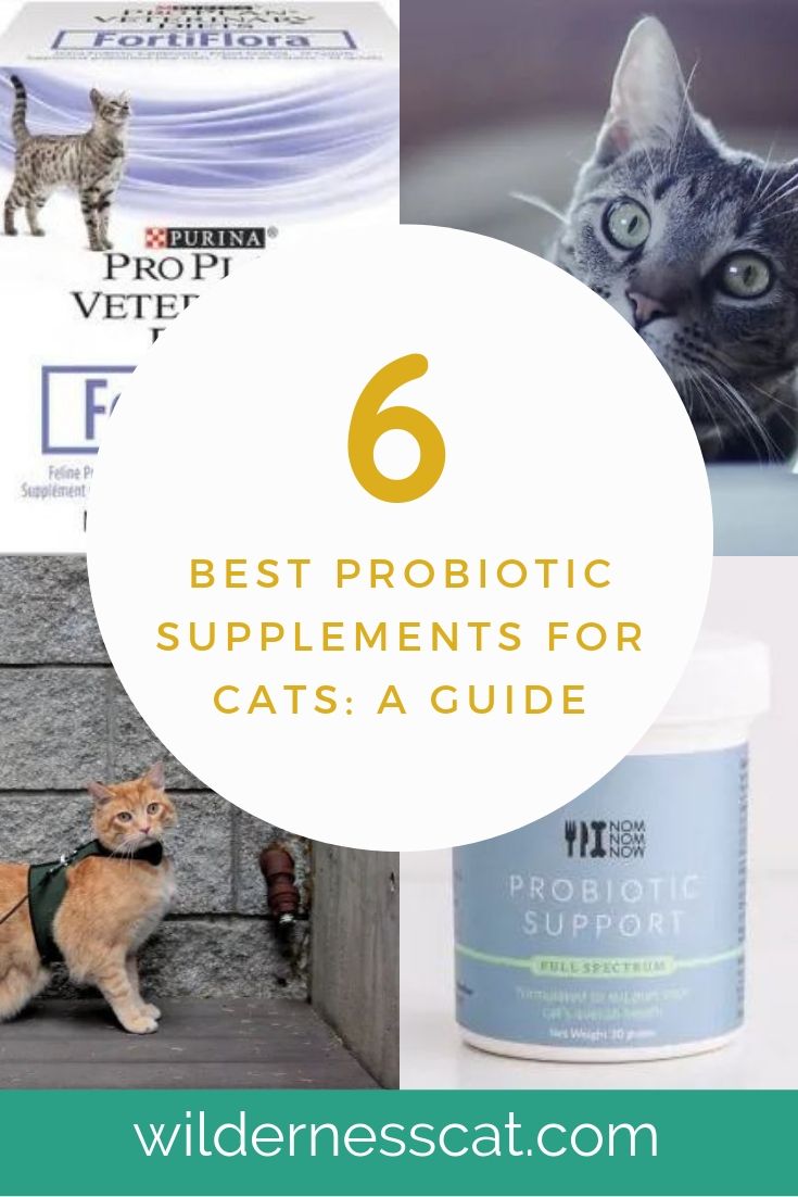 Best probiotics for cats pinnable image