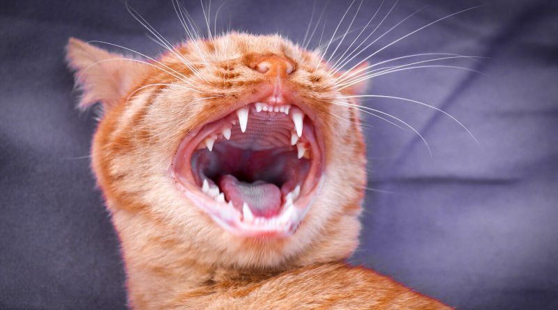 How To Clean Your Cat S Teeth Naturally 3 Teeth Cleaning Solutions
