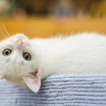 Is Corn Cob Cat Litter Safe for Cats? The Facts About Corn Cat Litter