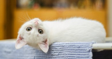 Is corn cob cat litter safe for cats kitten