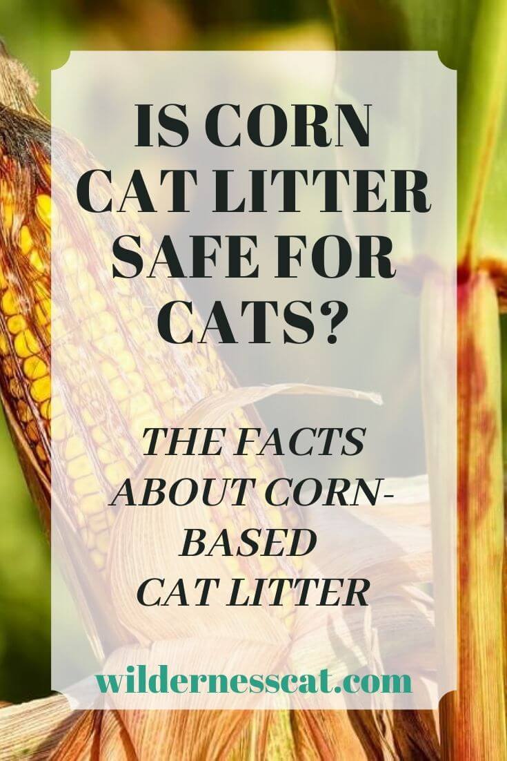 is corn cat litter safe for cats pin