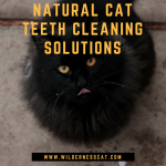 Clean Your Cat’s Teeth Naturally