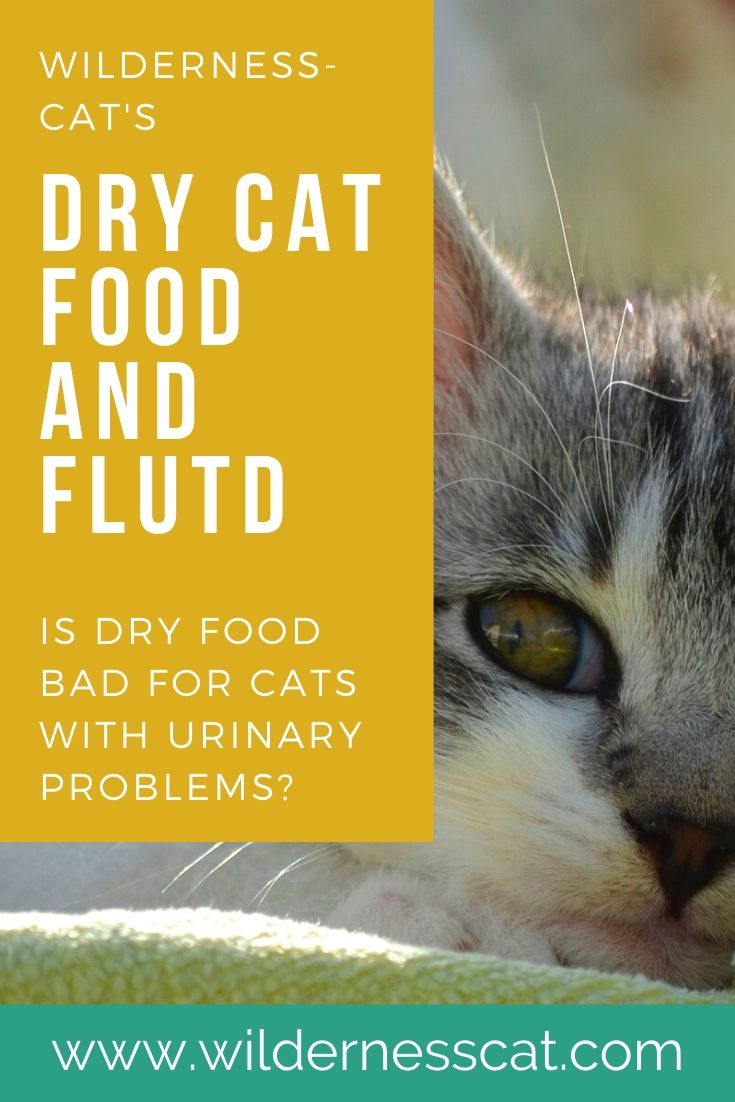 Does dry cat food cause urinary problems