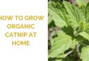 How to Grow Organic Catnip at Home