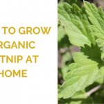 How to Grow Organic Catnip at Home