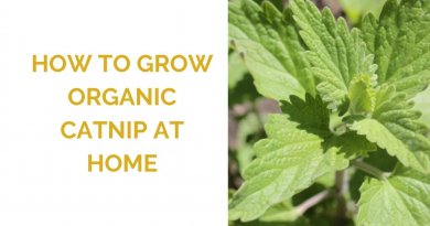 How to grow catnip at home