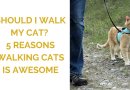 Should I Walk My Cat? 5 Reasons Walking Cats is Awesome