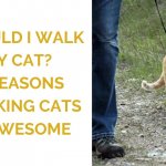 Should I Walk My Cat? 5 Reasons Walking Cats is Awesome