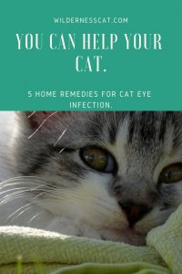 Home Remedies for Cat Eye Infection - Wildernesscat