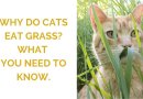 Why Do Cats Eat Grass? What You Need to Know