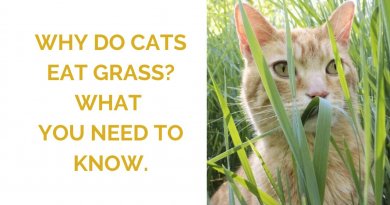 Why do cats eat grass featured image.