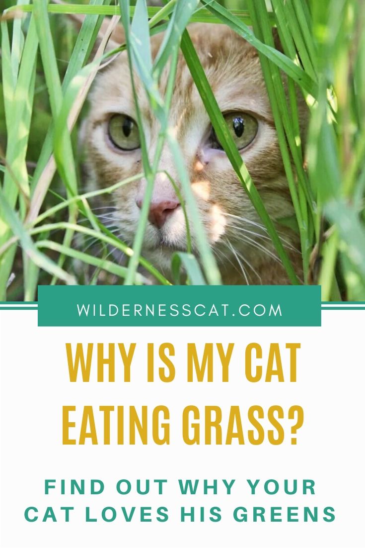 Why is my cat eating grass pin
