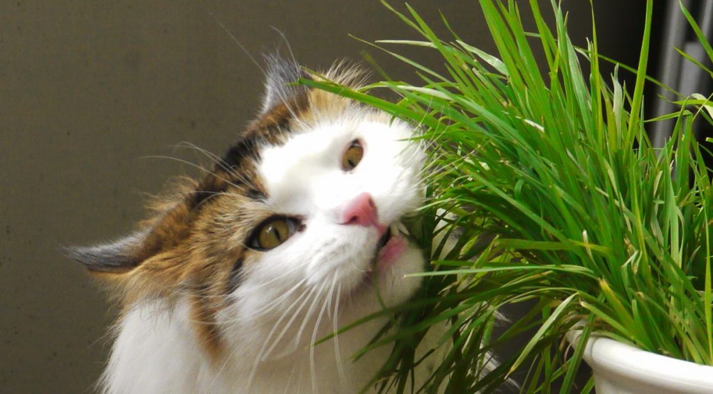 Why do cats eat grass? Cat eating grass from pot.