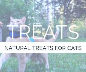 healthy natural cat treats