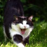 Feline Probiotics: Are Probiotics Good for Cats?