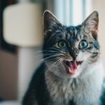 Everything You Need to Know About Dry Cat Food