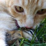 Killer Cats: Is it Okay to Let Your Cat do THIS?