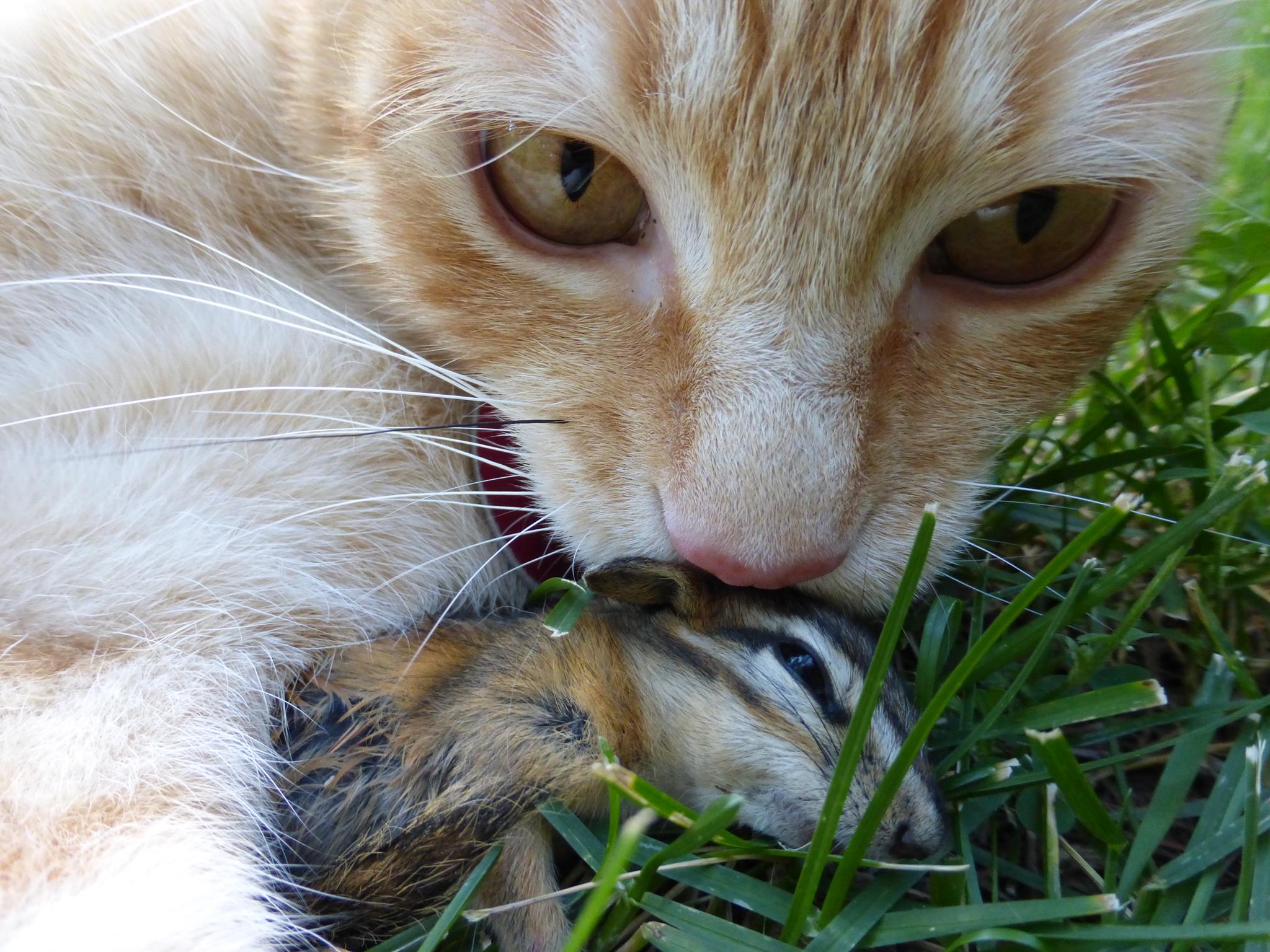 cat and chipmunk prey