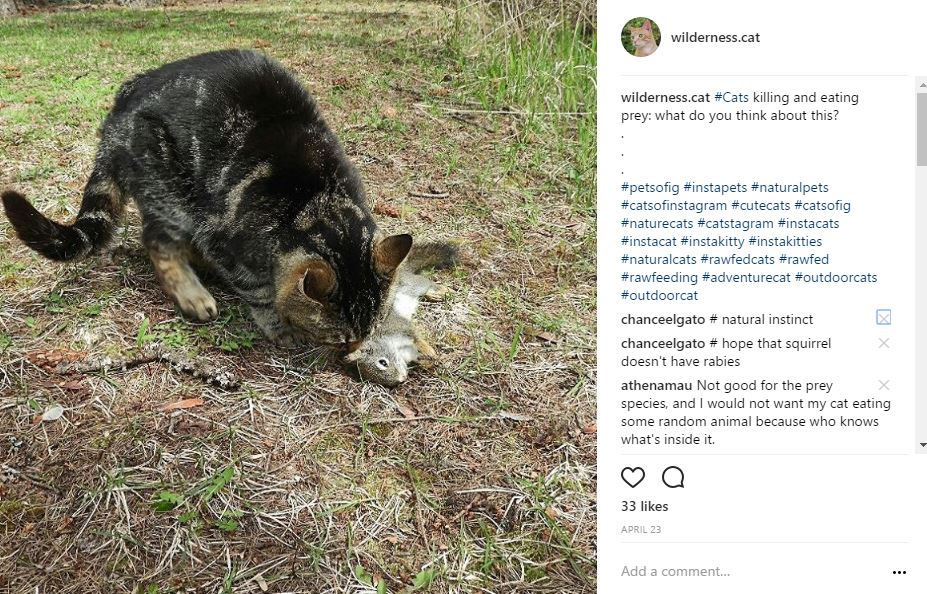 cats killing and eating prey ig comments