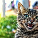 Do I Need to Clean My Cat’s Teeth? Cat Teeth Cleaning is Important.