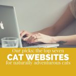 Top 7 Best Websites for Adventurous Cats