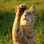 How to Train Your Cat to Shake Paws