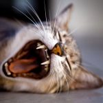 Debunked: The Myth of Dry Cat Food for Dental Health