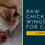 Wessie Reviews It: Should You Feed Your Cat Raw Chicken Wings?