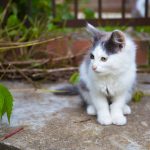 5 Best Wet Cat Foods for Urinary Health – The Key to Preventing Urinary Tract Disease