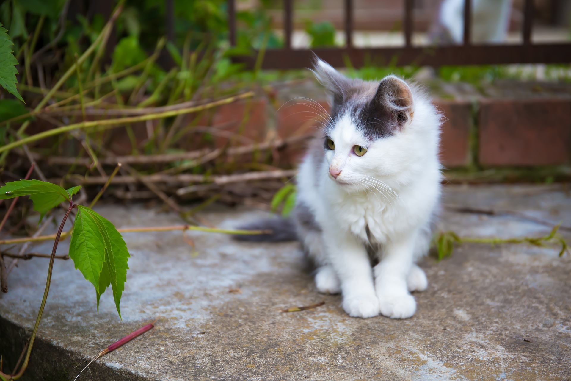 5 Best Wet Cat Foods for Urinary Health – The Key to Preventing Urinary Tract Disease