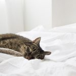 What are the Best Cat-Friendly Hotels? Our Top 4 Picks