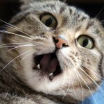Let’s End Cat Dental Disease – How to Brush Your Cat’s Teeth