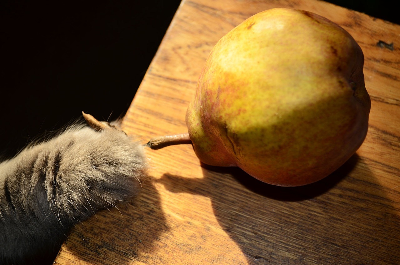 vegan cat pawing at a pear