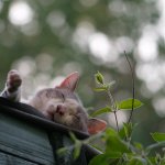 Is Marijuana Safe For Cats?