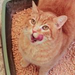 Wood Pellet Cat Litter Review: We Tried Horse Bedding Cat Litter