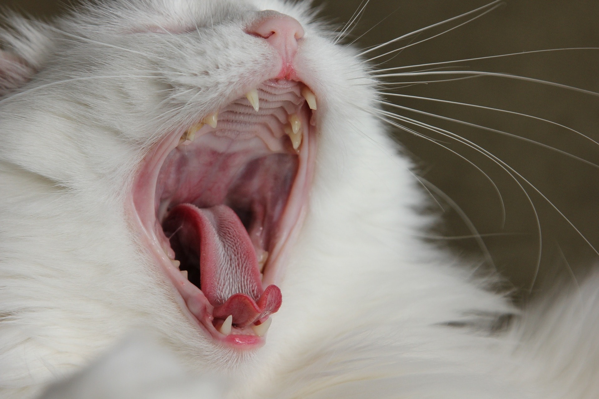 Cat Bad Breath: Causes and Natural Remedies for Bad Breath in Cats