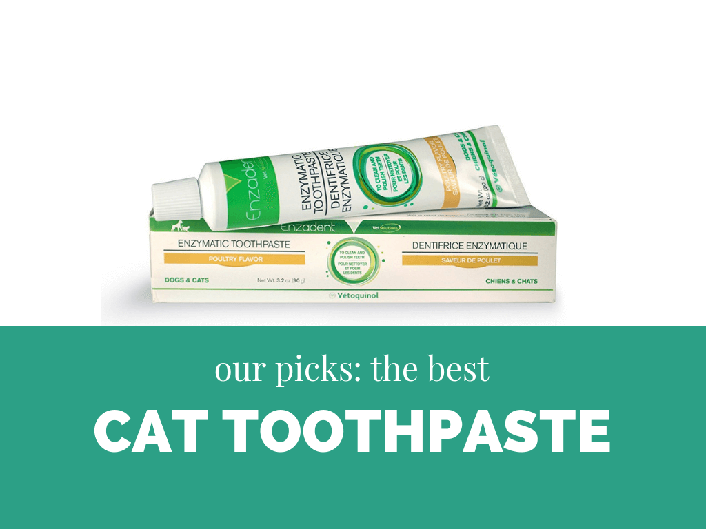 best cat toothpaste
