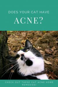 Cat Acne Treatment at Home: 4 Natural Remedies for Cat Acne