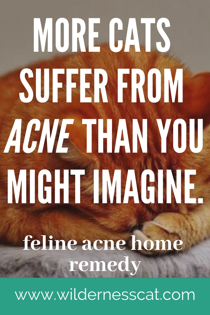 52 Top Photos Natural Antibiotics For Cat Acne - Feline Acne Vs Flea Dirt Vetericyn