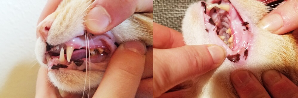 Wessie's teeth, before and after InClover dental treats