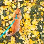 10 Fun Fall Activities You Can Do With Your Cat