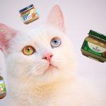 Can Cats Eat Baby Food? Best Baby Food for Cats