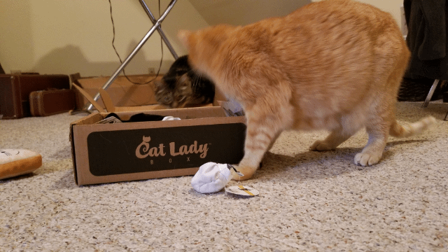 cats with catladybox