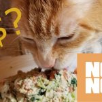 How Much Does Nom Nom Cat Food Cost?